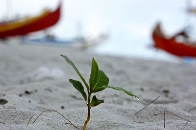 Close-up of plant on beach against sky