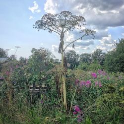 Low angle view of plants against sky