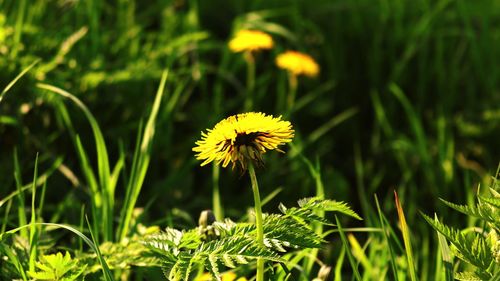 Close-up of yellow dandelion flower on field