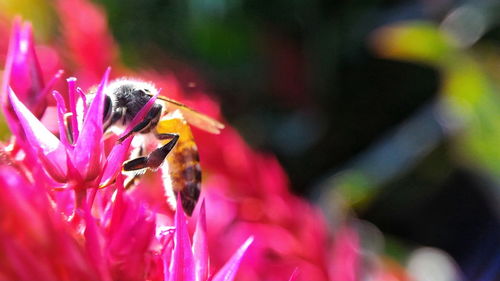 Close-up of bee pollinating on pink flower