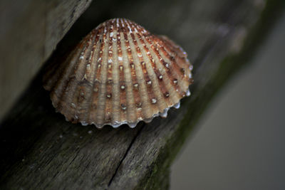 Close-up of mushroom