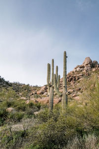 Cactus in field against sky