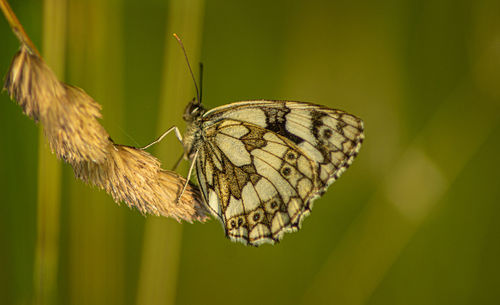 Marbled white english butterfly black spotted wings perched on wild flowers spring view