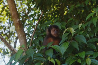 Low angle view of monkey on tree