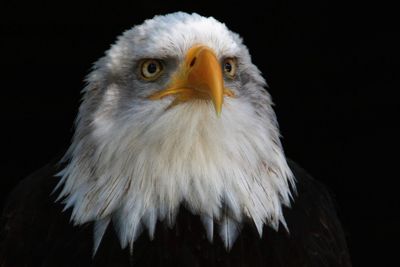 Close-up of eagle against black background