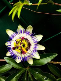 Close-up of purple flower