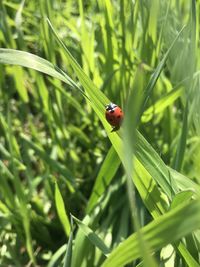 Close-up of ladybug on grass