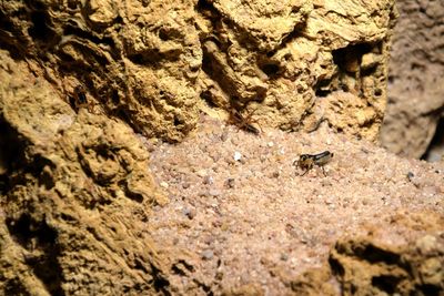 Close-up of sparrow on rock