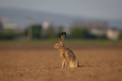 European hare