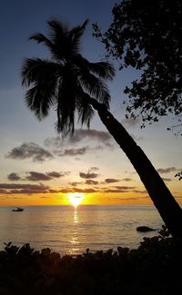 Silhouette tree by sea against sky during sunset