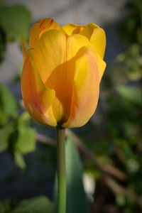 Close-up of yellow rose