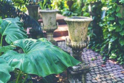 Close-up of potted plant in yard