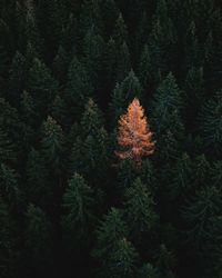 Low angle view of pine trees in forest