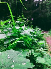 Close-up of raindrops on leaves