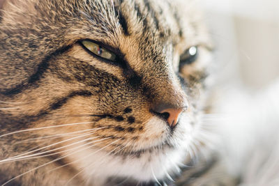 Close-up of cat