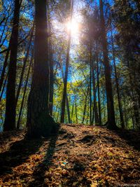 Sunlight streaming through trees in forest