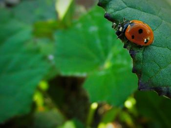 Close-up of insect on leaf