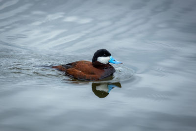 Ruddy duck swimming in lake