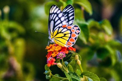 Close-up of butterfly pollinating on flower