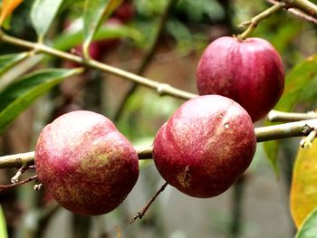 Close-up of apples growing on tree