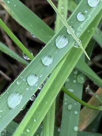 Close-up of wet leaves on rainy day