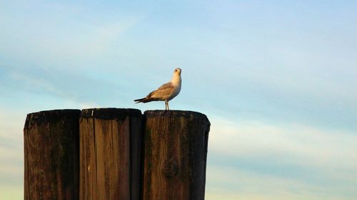 Low angle view of bird perching on wooden post