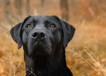 Close-up portrait of black dog on field