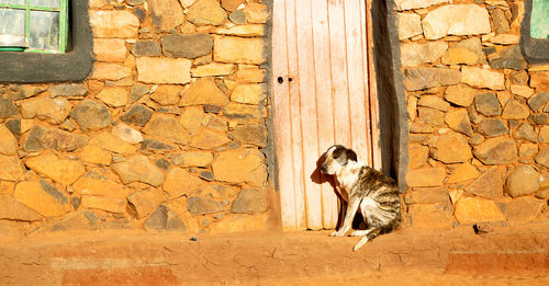 View of a cat on wall