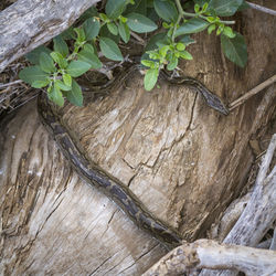 High angle view of tree trunk