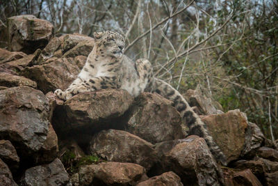 View of lizard on rock