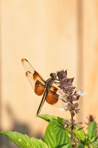Close-up of butterfly pollinating on flower