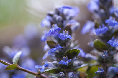 Close-up of purple flowering plant