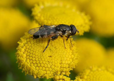 Thick-legged hoverfly on tansy