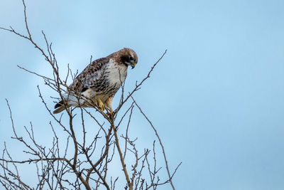 Low angle view of falcon perching on bare tree branches against clear sky