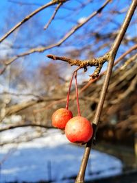 Close-up of berries on branch