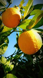 Close-up of fruit on tree