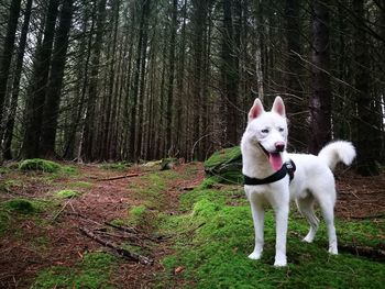 Dog in forest