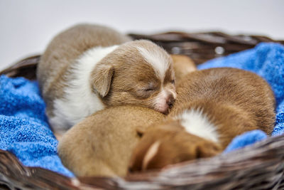 Sleeping chihuahua puppies in basket. cute little dogs lie on a warm blanket