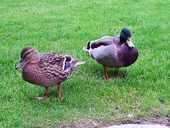 Ducks on field