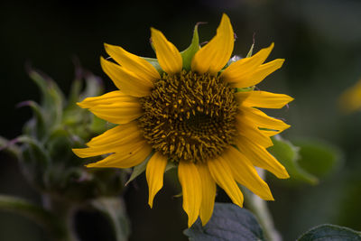 Close-up of sunflower