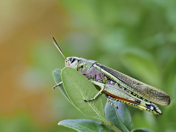 Close-up of damselfly on plant