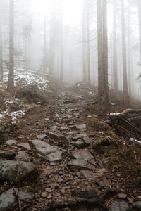 View of trees in forest