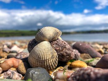 Close-up of shells on rock in sea