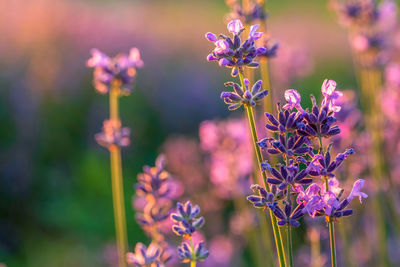 Close-up of purple flowering lavender plant