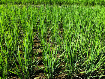 High angle view of crops growing on field