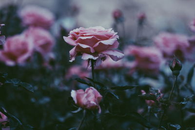 Close-up of pink flowers