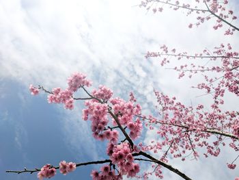 Low angle view of cherry blossoms against sky