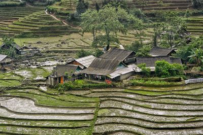 High angle view of trees and houses in field