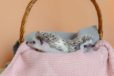 Two cute hedgehogs are sitting in basket. portrait of pretty curious muzzle of animal. 
