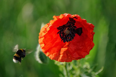 Close-up of bee pollinating on flower